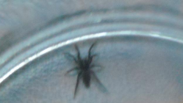 Identificazione ragno (foto illeggibile)